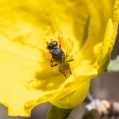 Hylaeinae (subfamily) at Bluett's Block (BBL) - 29 Oct 2023