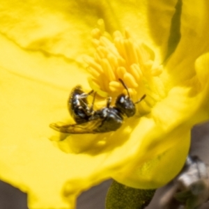 Hylaeinae (subfamily) at Bluett's Block (BBL) - 29 Oct 2023