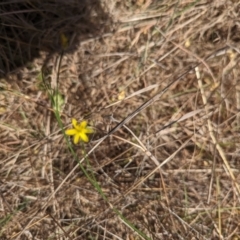 Tricoryne elatior (Yellow Rush Lily) at Giralang, ACT - 12 Nov 2023 by rbannister