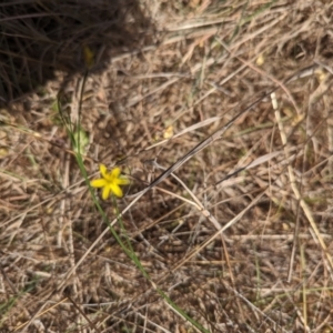 Tricoryne elatior at Giralang, ACT - 12 Nov 2023 11:31 AM