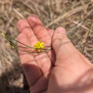 Tricoryne elatior at Giralang, ACT - 12 Nov 2023