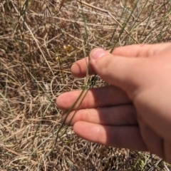 Tricoryne elatior at Giralang, ACT - 12 Nov 2023