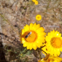 Apiformes (informal group) (Unidentified bee) at Justice Robert Hope Reserve (JRH) - 10 Nov 2023 by abread111