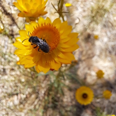 Lasioglossum (Chilalictus) lanarium (Halictid bee) at Watson, ACT - 10 Nov 2023 by abread111