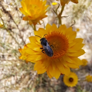 Lasioglossum (Chilalictus) lanarium at Justice Robert Hope Reserve (JRH) - 10 Nov 2023