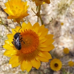 Lasioglossum (Chilalictus) lanarium at Justice Robert Hope Reserve (JRH) - 10 Nov 2023