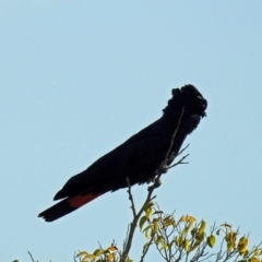 Calyptorhynchus banksii at Avoca, QLD - 29 Oct 2023 07:43 AM