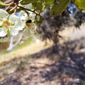 Mordellidae (family) at Justice Robert Hope Reserve (JRH) - 10 Nov 2023