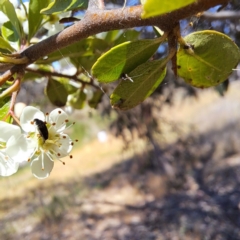 Mordellidae (family) at Justice Robert Hope Reserve (JRH) - 10 Nov 2023