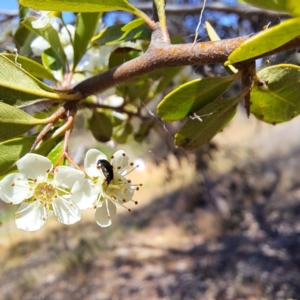 Mordellidae (family) at Justice Robert Hope Reserve (JRH) - 10 Nov 2023