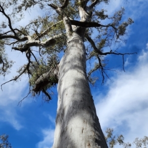 Eucalyptus dalrympleana subsp. dalrympleana at Namadgi National Park - 12 Nov 2023