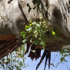 Eucalyptus dalrympleana subsp. dalrympleana at Namadgi National Park - 12 Nov 2023 04:01 PM