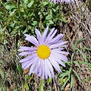 Brachyscome spathulata at Bimberi Nature Reserve - 12 Nov 2023