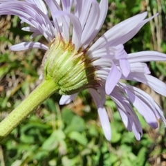 Brachyscome spathulata at Bimberi Nature Reserve - 12 Nov 2023