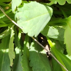 Brachyscome spathulata at Bimberi Nature Reserve - 12 Nov 2023