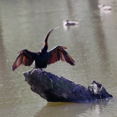 Anhinga novaehollandiae (Australasian Darter) at Gundagai, NSW - 10 Nov 2023 by Trevor