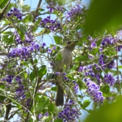 Lichmera indistincta (Brown Honeyeater) at Avoca, QLD - 10 Nov 2023 by Gaylesp8