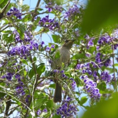 Lichmera indistincta (Brown Honeyeater) at Avoca, QLD - 10 Nov 2023 by Gaylesp8