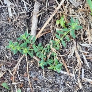 Paronychia brasiliana at Wapengo, NSW - 12 Nov 2023 08:09 AM