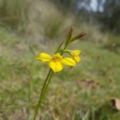 Diuris monticola (Highland Golden Moths) at Mt Holland - 12 Nov 2023 by danswell