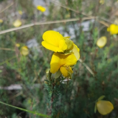 Gompholobium huegelii (pale wedge–pea) at Tinderry, NSW - 12 Nov 2023 by danswell