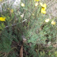 Gompholobium huegelii at Tinderry, NSW - 12 Nov 2023