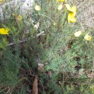 Gompholobium huegelii at Tinderry, NSW - 12 Nov 2023