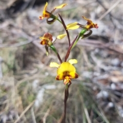 Diuris semilunulata (Late Leopard Orchid) at Tinderry, NSW - 12 Nov 2023 by danswell