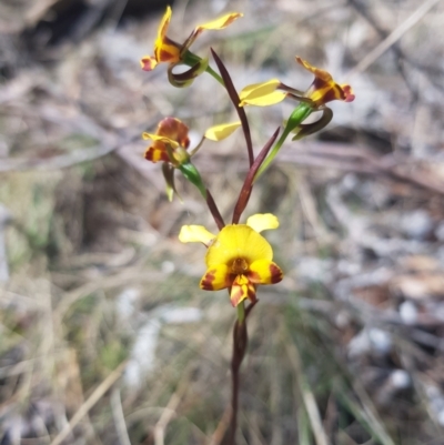 Diuris semilunulata (Late Leopard Orchid) at Tinderry, NSW - 12 Nov 2023 by danswell