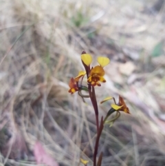 Diuris semilunulata at Tinderry, NSW - 12 Nov 2023