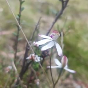 Caladenia moschata at Tinderry, NSW - suppressed