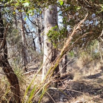 Gahnia sp. at Wapengo, NSW - 11 Nov 2023 by trevorpreston