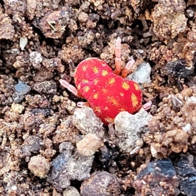 Unidentified Mite and Tick (Acarina) at Wapengo, NSW - 11 Nov 2023 by trevorpreston