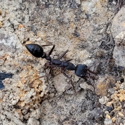 Myrmecia sp. (genus) (Bull ant or Jack Jumper) at Wapengo, NSW - 11 Nov 2023 by trevorpreston