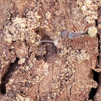 Unidentified Ant (Hymenoptera, Formicidae) at Wapengo, NSW - 11 Nov 2023 by trevorpreston