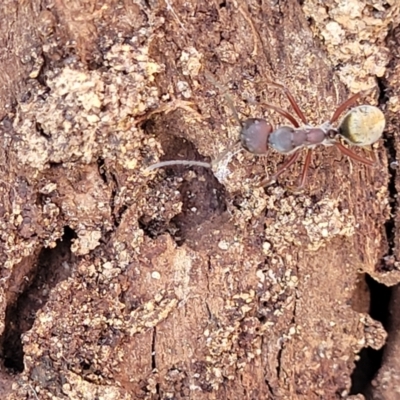 Camponotus suffusus (Golden-tailed sugar ant) at Mimosa Rocks National Park - 11 Nov 2023 by trevorpreston