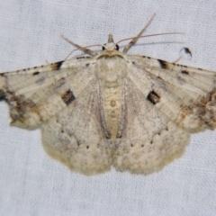 Aeolochroma quadrilinea (A Geometer moth (Geometrinae)) at Sheldon, QLD - 23 Nov 2007 by PJH123