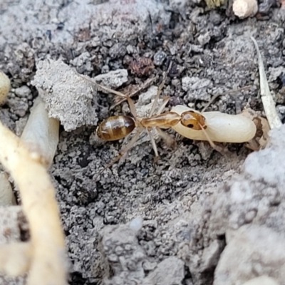 Unidentified Ant (Hymenoptera, Formicidae) at Wapengo, NSW - 11 Nov 2023 by trevorpreston