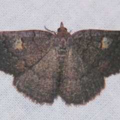 Apodasmia rufonigraria (Geometrinae) at Sheldon, QLD - 23 Nov 2007 by PJH123