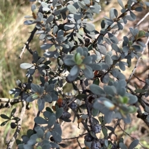 Leptospermum myrtifolium at Hall, ACT - 7 Nov 2023