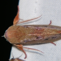 Cryptophasa rubescens (A Xyloryctid moth (Xyloryctidae)) at Sheldon, QLD - 23 Nov 2007 by PJH123