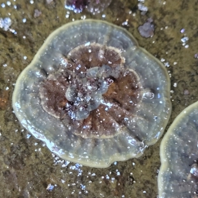 Unverified Marine Alga & Seaweed at Wapengo, NSW - 11 Nov 2023 by trevorpreston