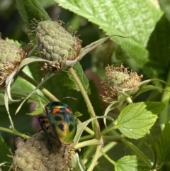 Scutiphora pedicellata (Metallic Jewel Bug) at Lyneham, ACT - 12 Nov 2023 by KyliePossum