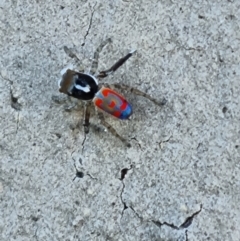 Maratus pavonis at QPRC LGA - 12 Nov 2023