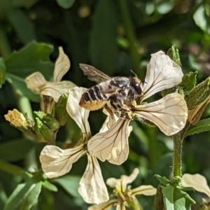 Megachile (Eutricharaea) maculariformis at Holder, ACT - 12 Nov 2023