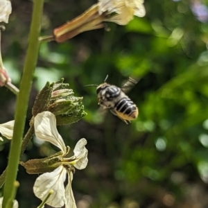 Megachile (Eutricharaea) maculariformis at Holder, ACT - 12 Nov 2023