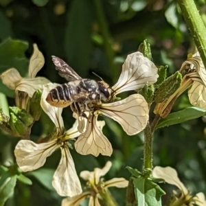 Megachile (Eutricharaea) maculariformis at Holder, ACT - 12 Nov 2023