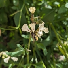 Megachile (Eutricharaea) maculariformis at Holder, ACT - 12 Nov 2023