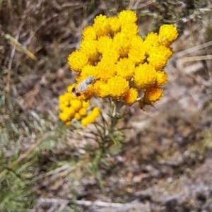 Austrotephritis sp. (genus) at Justice Robert Hope Reserve (JRH) - 10 Nov 2023