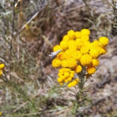 Austrotephritis sp. (genus) at Justice Robert Hope Reserve (JRH) - 10 Nov 2023